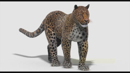 Leopard Animated Fur 3D Model