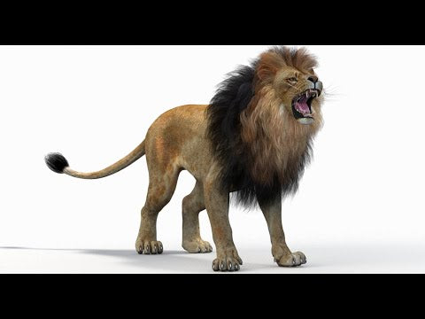 Lion 3D Model Animated YouTube Video with walk and roar animations
