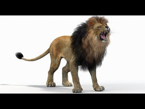 Lion 3D Model Animated YouTube Video with walk and roar animations Thumbnail