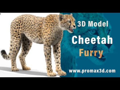 Cheetah 3D Model Fur