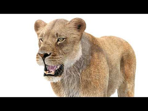 Realistic Lioness 3D Model with Fur 360 view Thumbnail