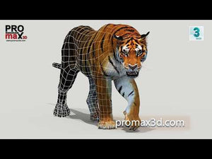 Realistic Siberian Tiger 3D Model – Fully Rigged & Animated - Walk Cycle - Run Cycle - 360 view - Wireframe 360 view - Youtube Video Thumbnail