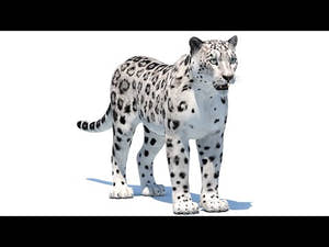 Realistic Snow Leopard 3D Model 360 view Thumbnail
