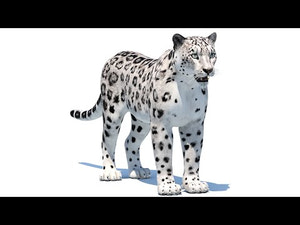Realistic Snow Leopard 3D Model 360 view Thumbnail