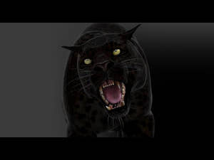 Realistic Black Panther 3D Model with Animations Run, Walk and Roar, ready for production Thumbnail