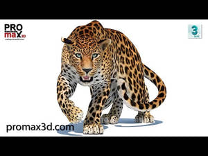 Rigged Sri Lankan Leopard 3D Model 360 view Thumbnail