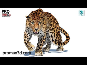Rigged Sri Lankan Leopard 3D Model 360 view Thumbnail