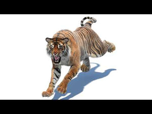 Animated Tiger 3D Model with Fur featuring walk and run cycles at different speeds, plus custom animations like looking aside and 360 turntable view Thumbnail