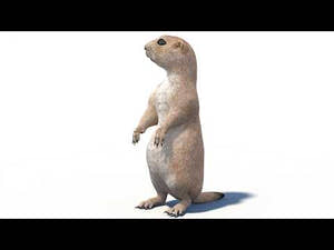 Rigged Prairie Dog 3D Model Thumbnail