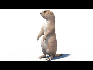 Rigged Prairie Dog 3D Model Thumbnail