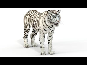 Realistic White Tiger 3D Model for Download 360 turntable Thumbnail