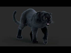 Animated Black Panther Animal 3D Model with Fur Thumbnail