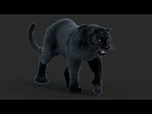 Animated Black Panther Animal 3D Model with Fur Thumbnail