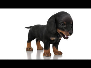 Dachshund Dog Puppy 3D Model - Game-Ready Thumbnail