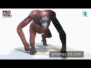 Animated Female Orangutan 3D Model for Download - 360 Turntable with Animations Thumbnail