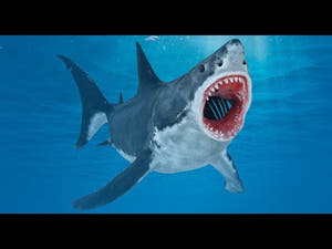 Animated Great White Shark 3D Model Thumbnail