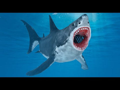 Animated Great White Shark 3D Model
