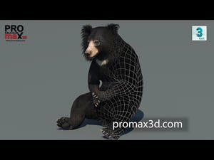 Sloth Bear 3D Model with animations Thumbnail