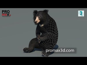 Sloth Bear 3D Model with animations Thumbnail