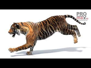 Animated Tiger 3D Model with Fur run and walk animations Thumbnail