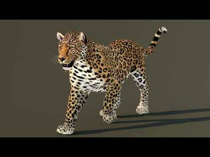 Leopard 3D Model Animated for Download Thumbnail