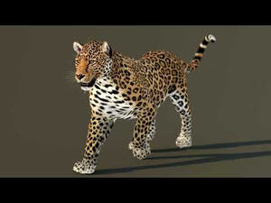 Leopard 3D Model Animated for Download Thumbnail