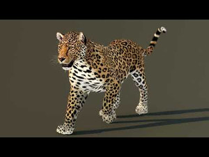 Leopard 3D Model Animated for Download Thumbnail