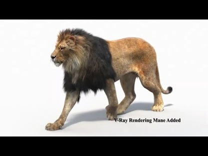 Animated Lion with Fur Two Colors 3D Model