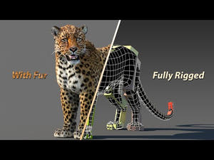 Leopard 3D Model Rigged with Fur 360 View Thumbnail