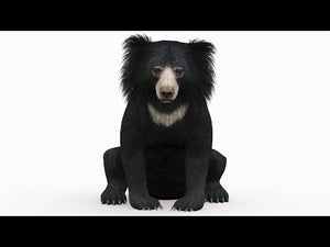 Sloth Bear 3D Model Rigged 360 Turntable View Thumbnail