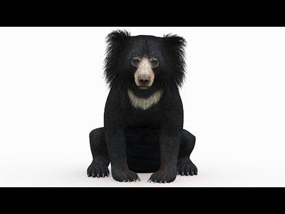 Sloth Bear 3D Model Rigged
