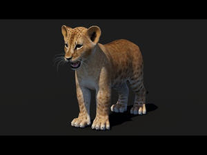 Game-Ready Lion Cub 3D Model Thumbnail