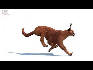 Animated Caracal 3D Model Thumbnail