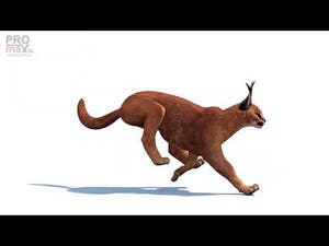 Animated Caracal 3D Model - Game-Ready Thumbnail