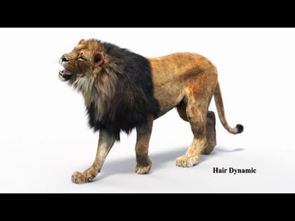 Lion Animated 3D Model Fur Two colors