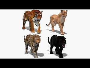 Big Cats 3D Model Animated Thumbnail