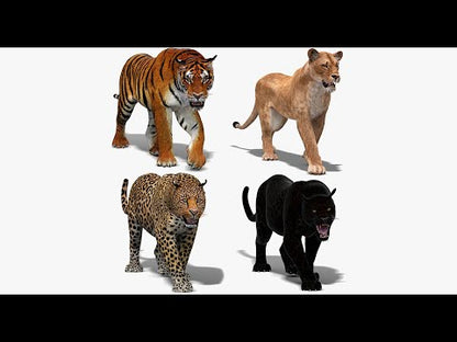 Big Cats 3D Model Animated