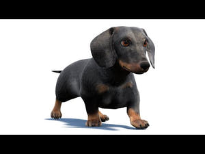 Black Dachshund Dog Animated 3D Model Fur Youtube Video Thumbnail