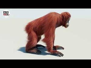 Orangutan Fur 3D Model Thumbnail