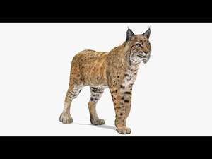 Animated Bobcat 3D Model 360 View Turntable Thumbnail