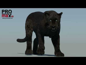 Animated Black Panther with Groomed Fur | Walk & Run Demo | PROmax3D Thumbnail