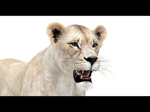 Realistic White Lioness 3D Model for Download - 360 turntable 3D view Thumbnail