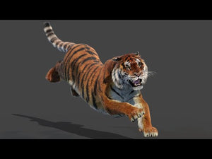 Animated Siberian Tiger 3D Model with Fur Thumbnail