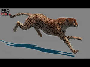 Animated Cheetah 3D Model Fur Thumbnail
