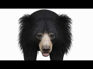 Sloth bear 3D model 360 view Youtube video Thumbnail