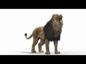 Animated Lion 3D Model with Fur Thumbnail