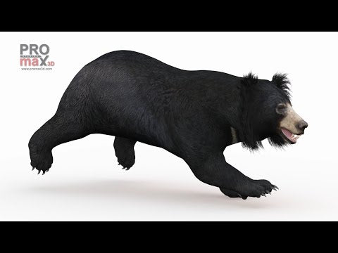 Animated Sloth Bear 3D Model