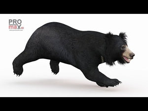 Animated Sloth Bear 3D Model Thumbnail