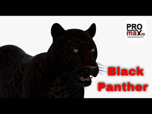 Realistic Black Panther Animal 3D Model 360 view Thumbnail