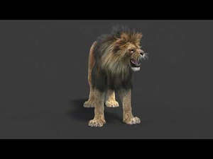 Rigged lion 3D model with fur, available for download in 3ds Max with 360-degree view Thumbnail